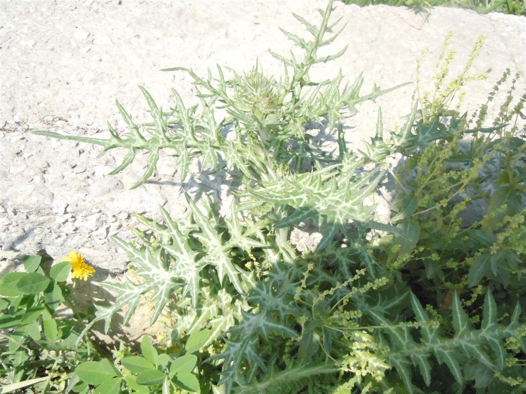 Galactites tomentosus